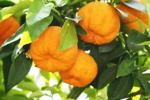 How To Weight Loss Fast: Bigarade Orange