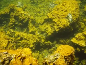 How To Weight Loss Fast: Golden Algae