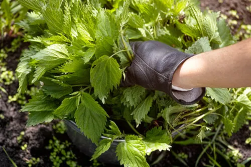 Herbs for Health: Harnessing Nature's Powerful Healing Power In 2023