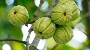 Garcinia Cambogia