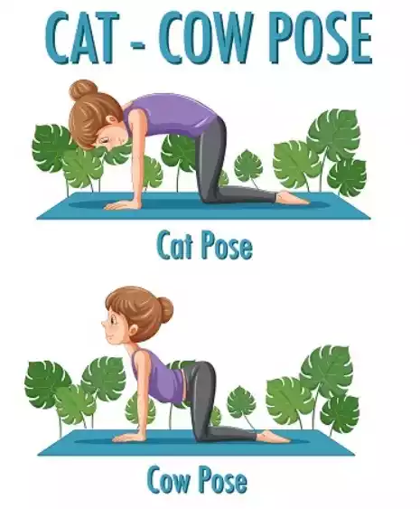 Cat-Cow Pose (Marjaryasana-Bitilasana)