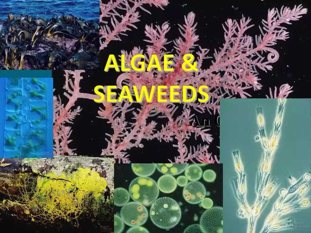 Seaweed and Algae